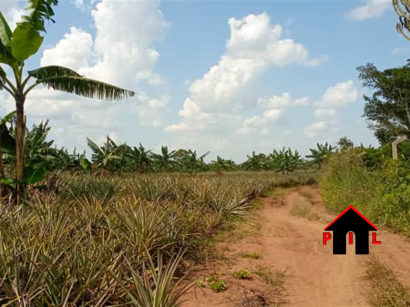 Agricultural Land for sale in Kakooge Luweero