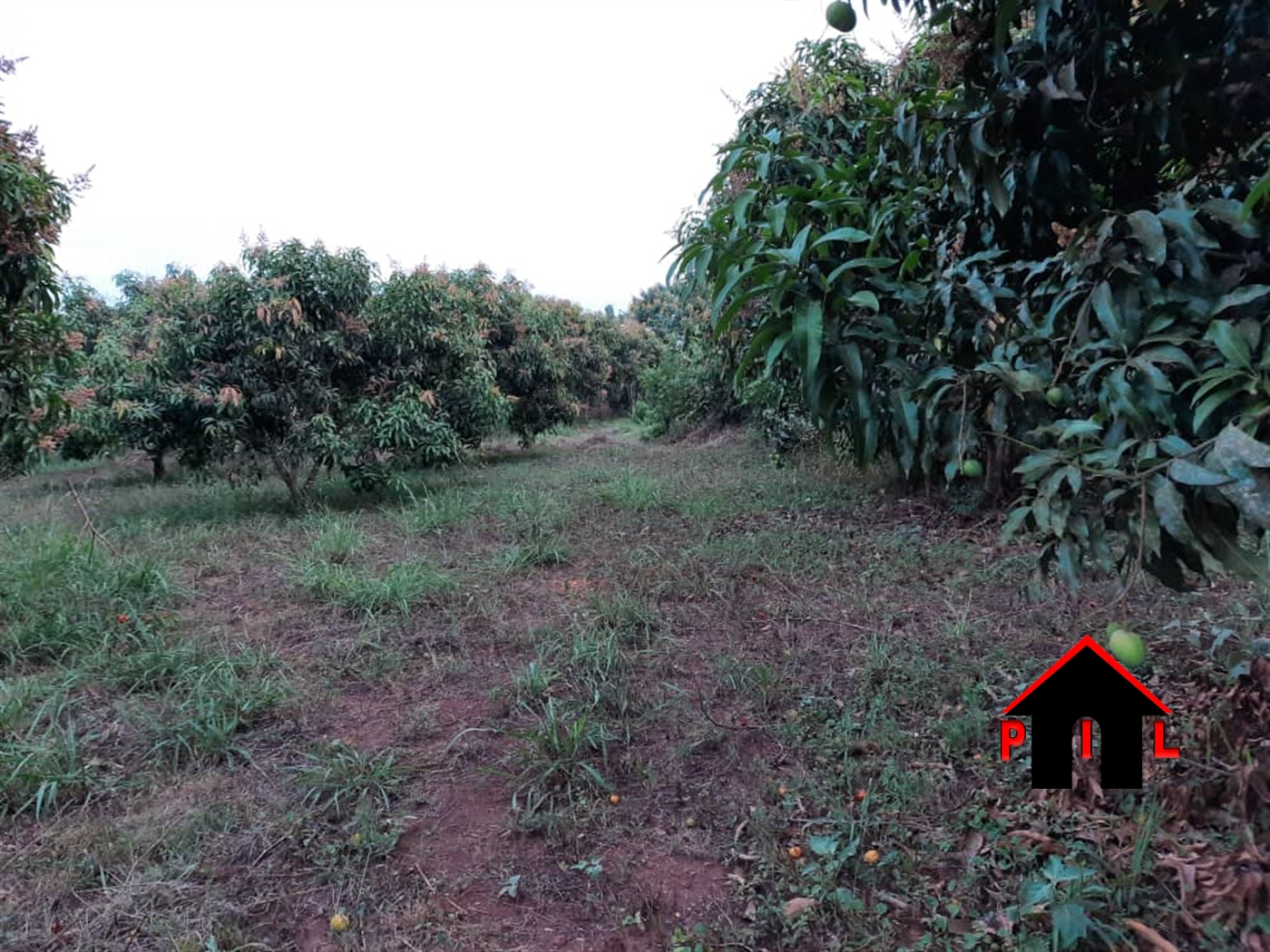 Agricultural Land for sale in Kiwoko Nakaseke