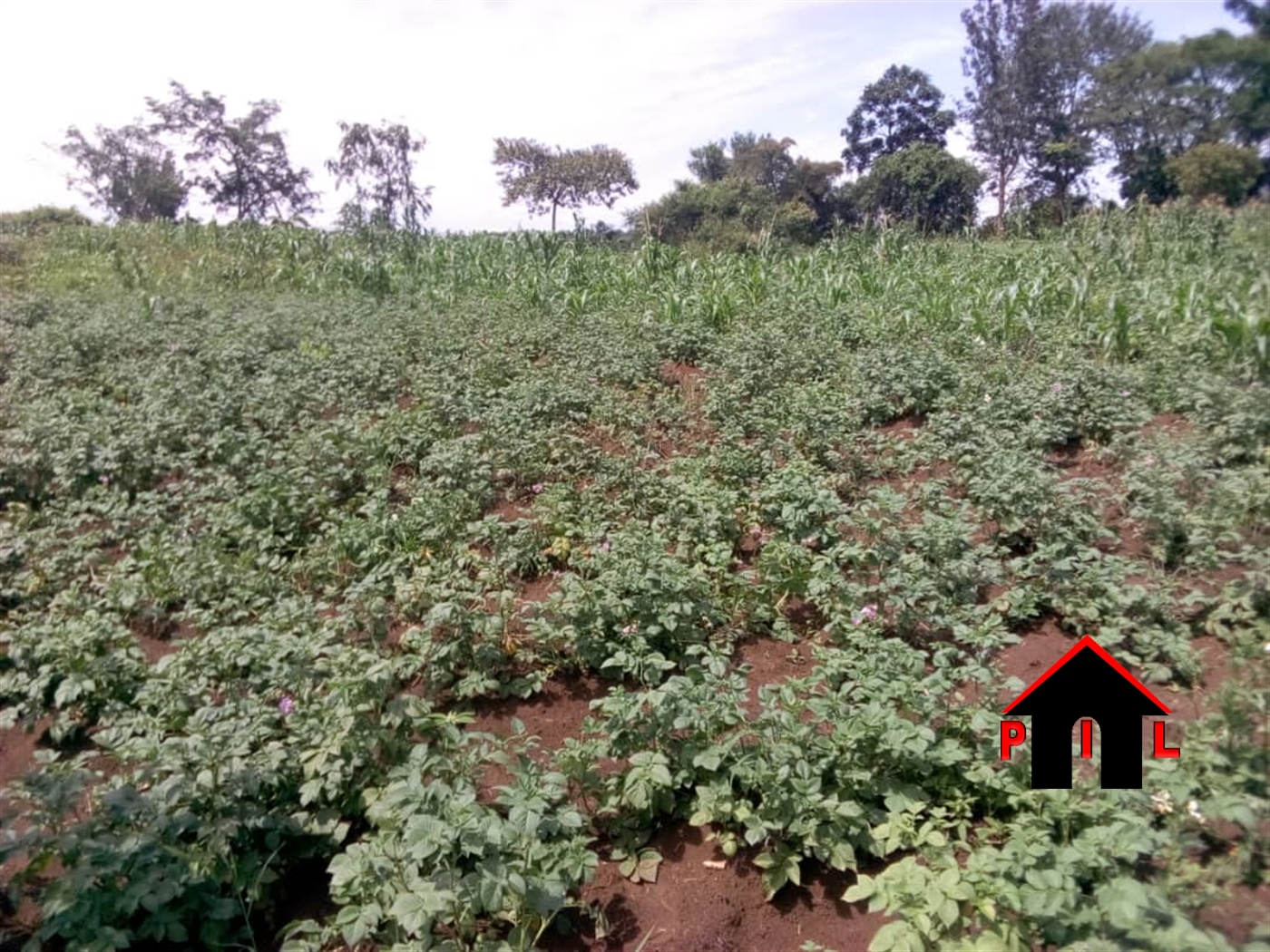 Agricultural Land for sale in Kyotela Masaka