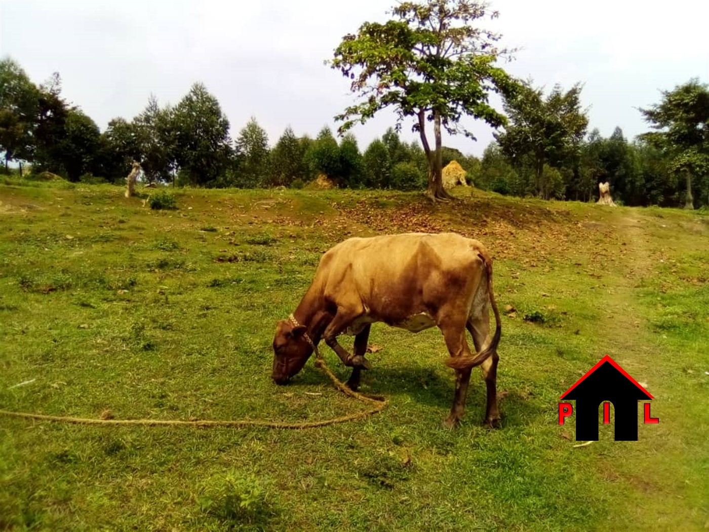 Agricultural Land for sale in Kyesiiga Masaka