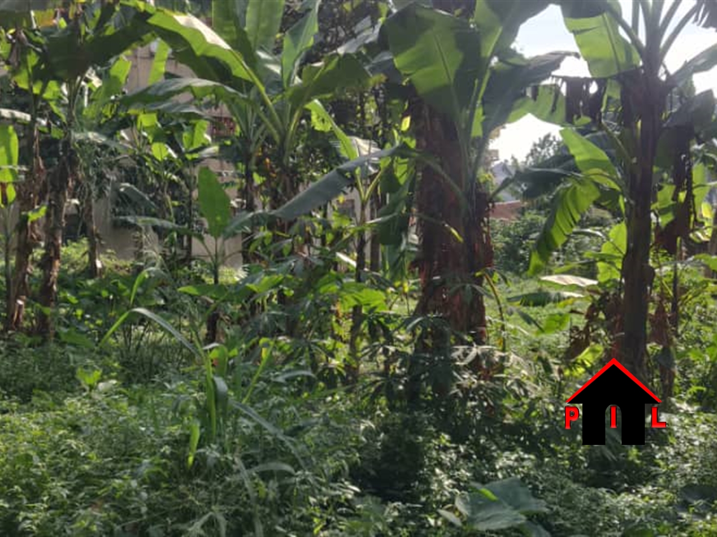 Agricultural Land for sale in Kakooge Luweero