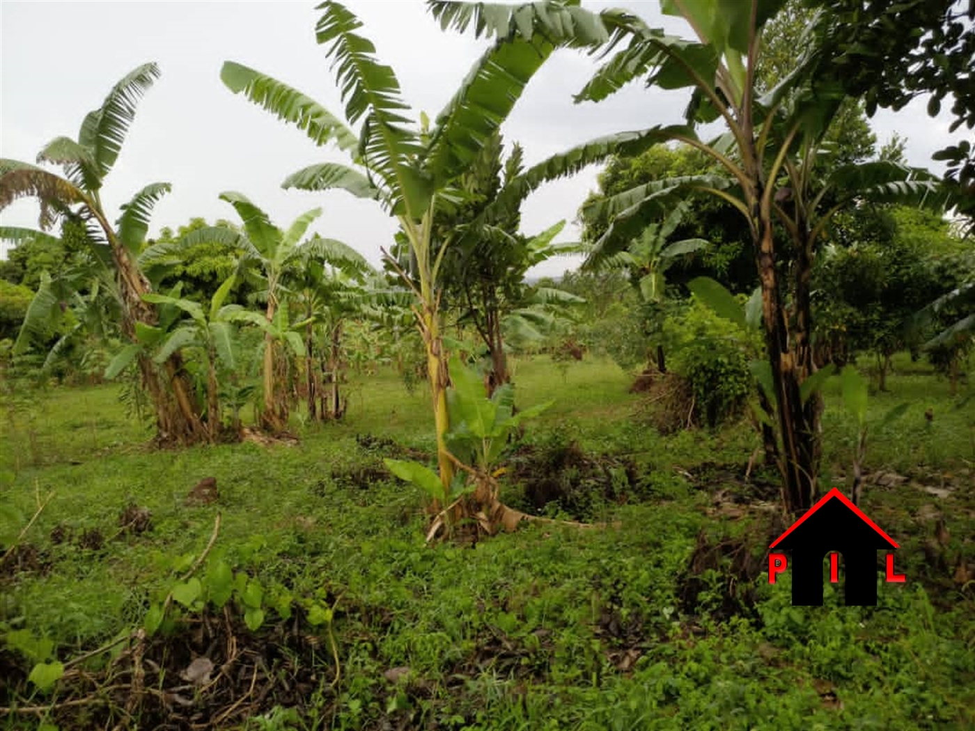 Agricultural Land for sale in Kakooge Luweero