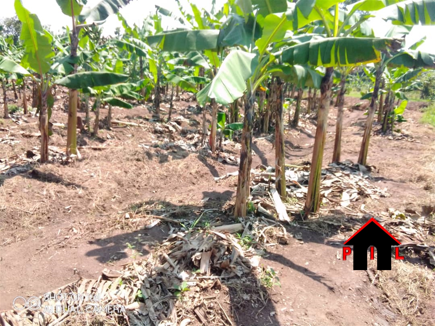 Agricultural Land for sale in Mpaata Mukono
