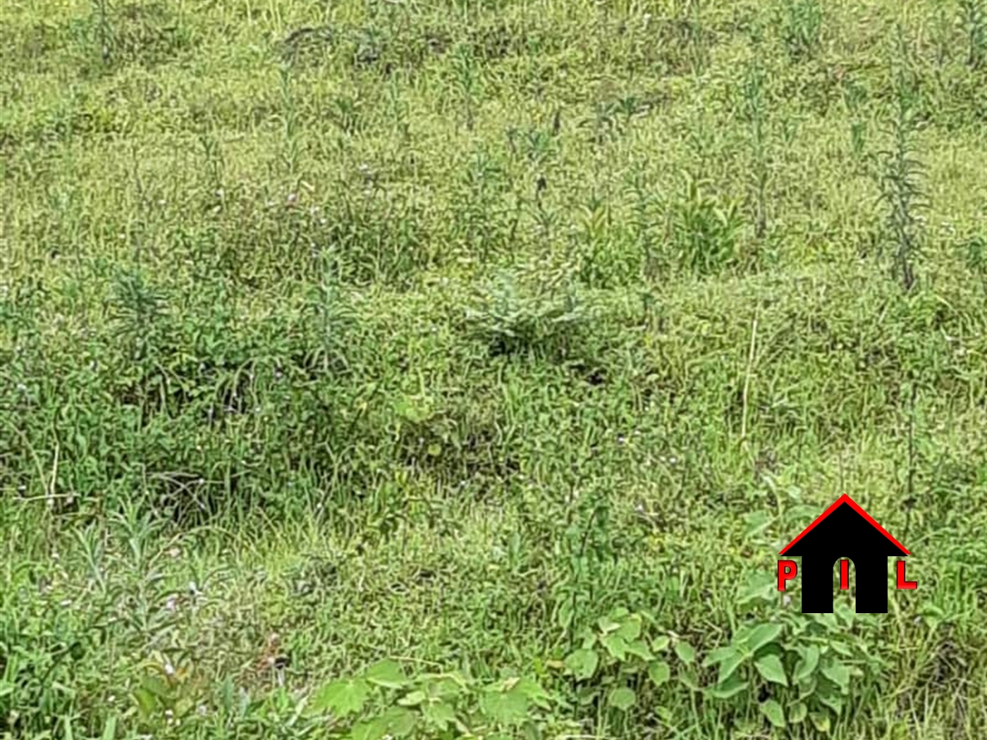 Agricultural Land for sale in Kyetume Luwero