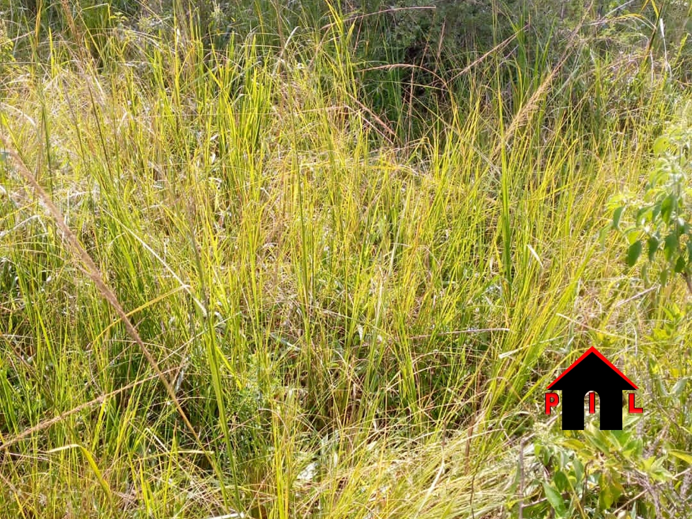 Residential Land for sale in Kauga Mukono