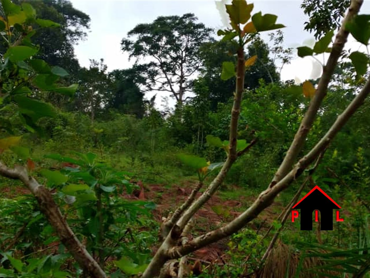 Agricultural Land for sale in Kassayi Mukono