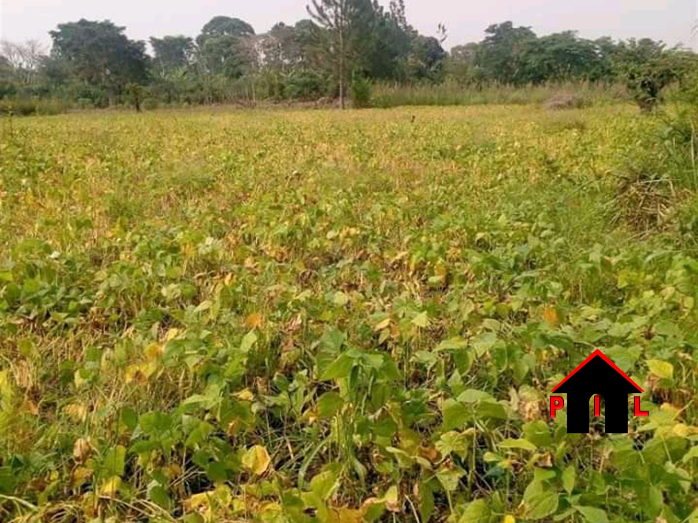 Agricultural Land for sale in Mutukula Masaka