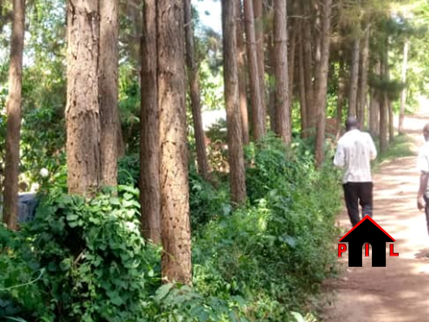 Agricultural Land for sale in Ddundu Wakiso