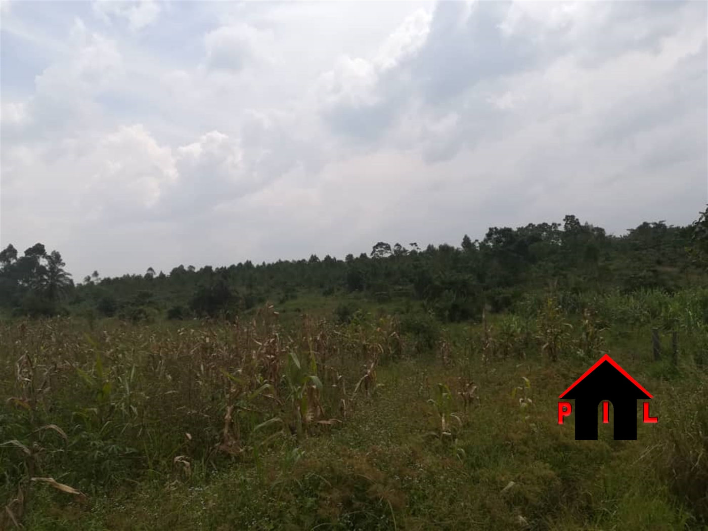 Agricultural Land for sale in Nakabululu Luwero