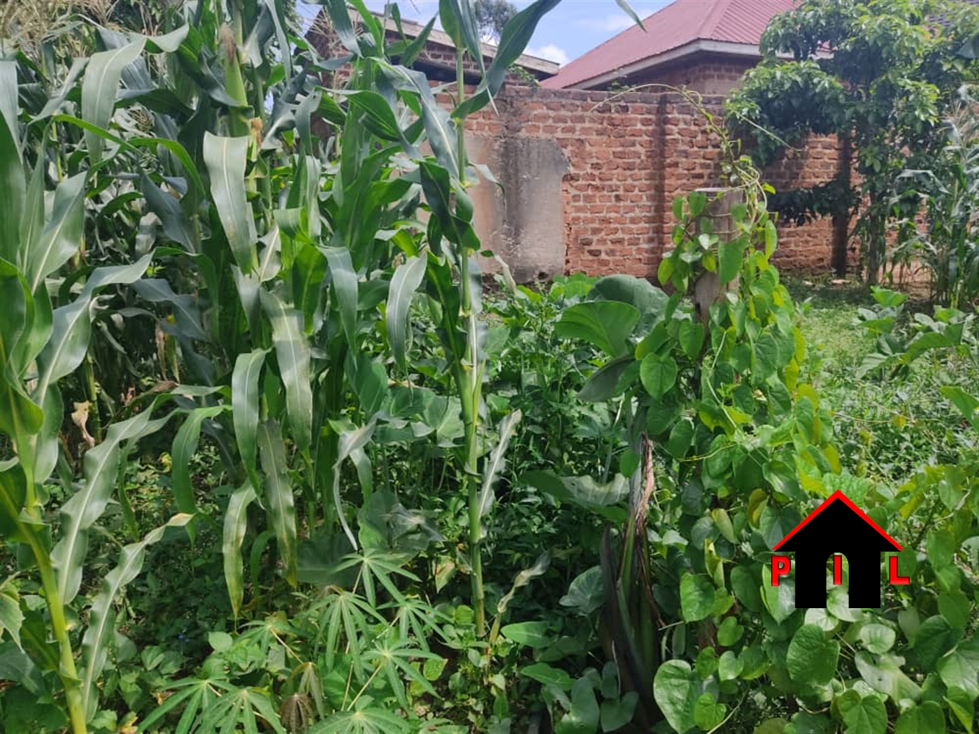 Agricultural Land for sale in Kawukano Luwero