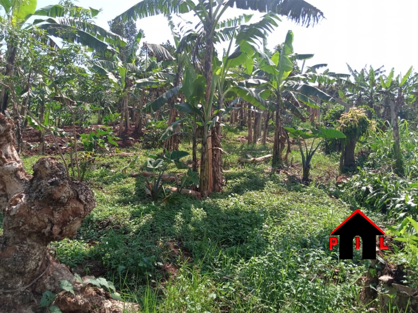 Agricultural Land for sale in Bbaale Luwero