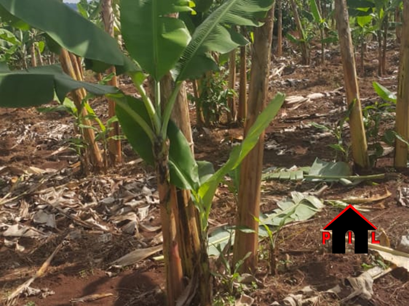 Agricultural Land for sale in Kayonza Luweero