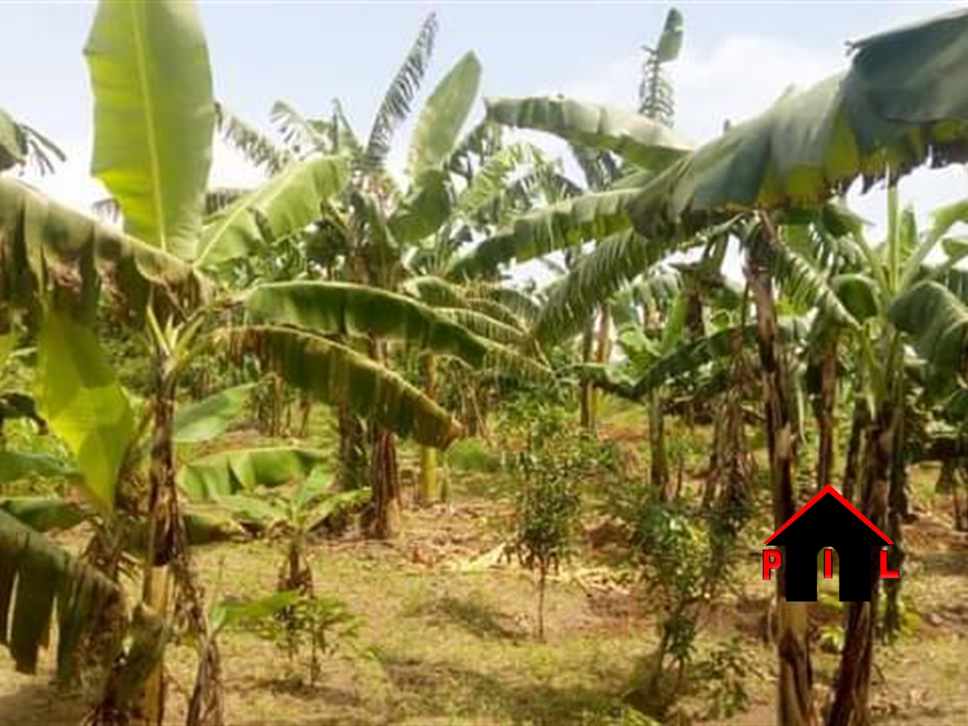 Agricultural Land for sale in Kakuwano Luweero