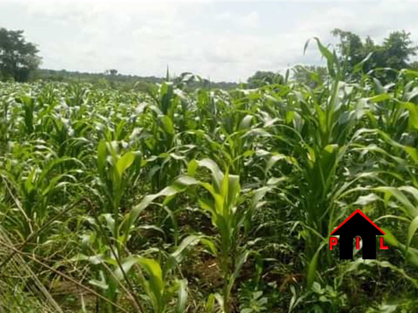 Agricultural Land for sale in Vvumba Luweero