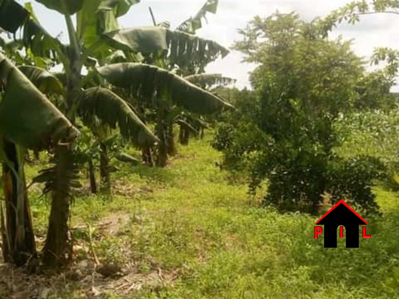 Agricultural Land for sale in Vvumba Luweero
