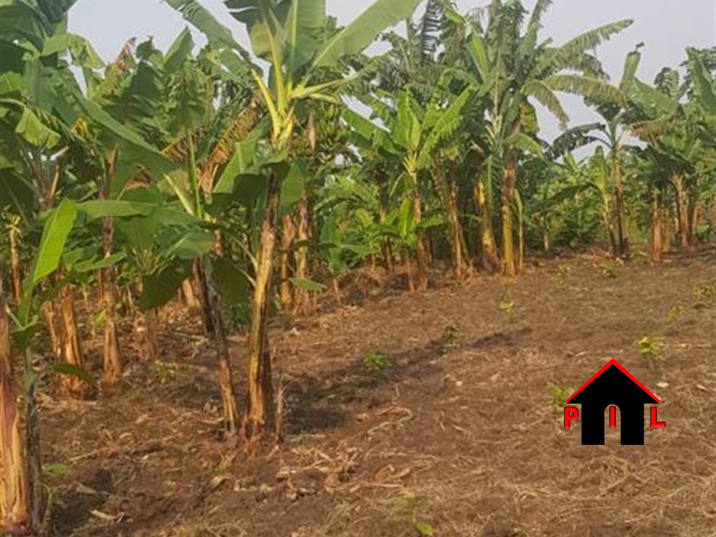 Agricultural Land for sale in Kivengenyi Mbarara