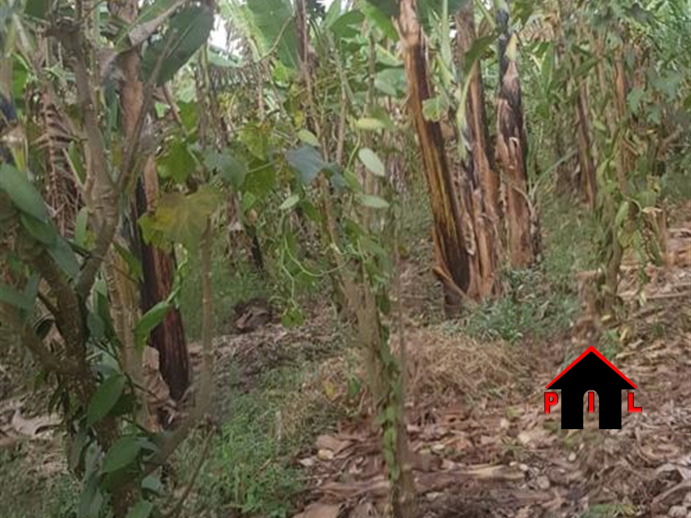 Agricultural Land for sale in Kivengenyi Mbarara