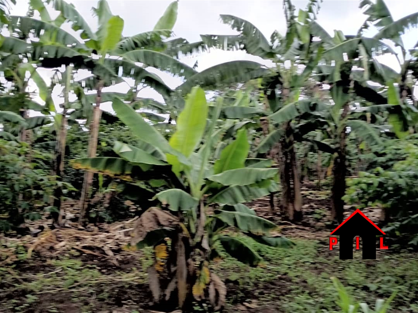Agricultural Land for sale in Bombo Wakiso