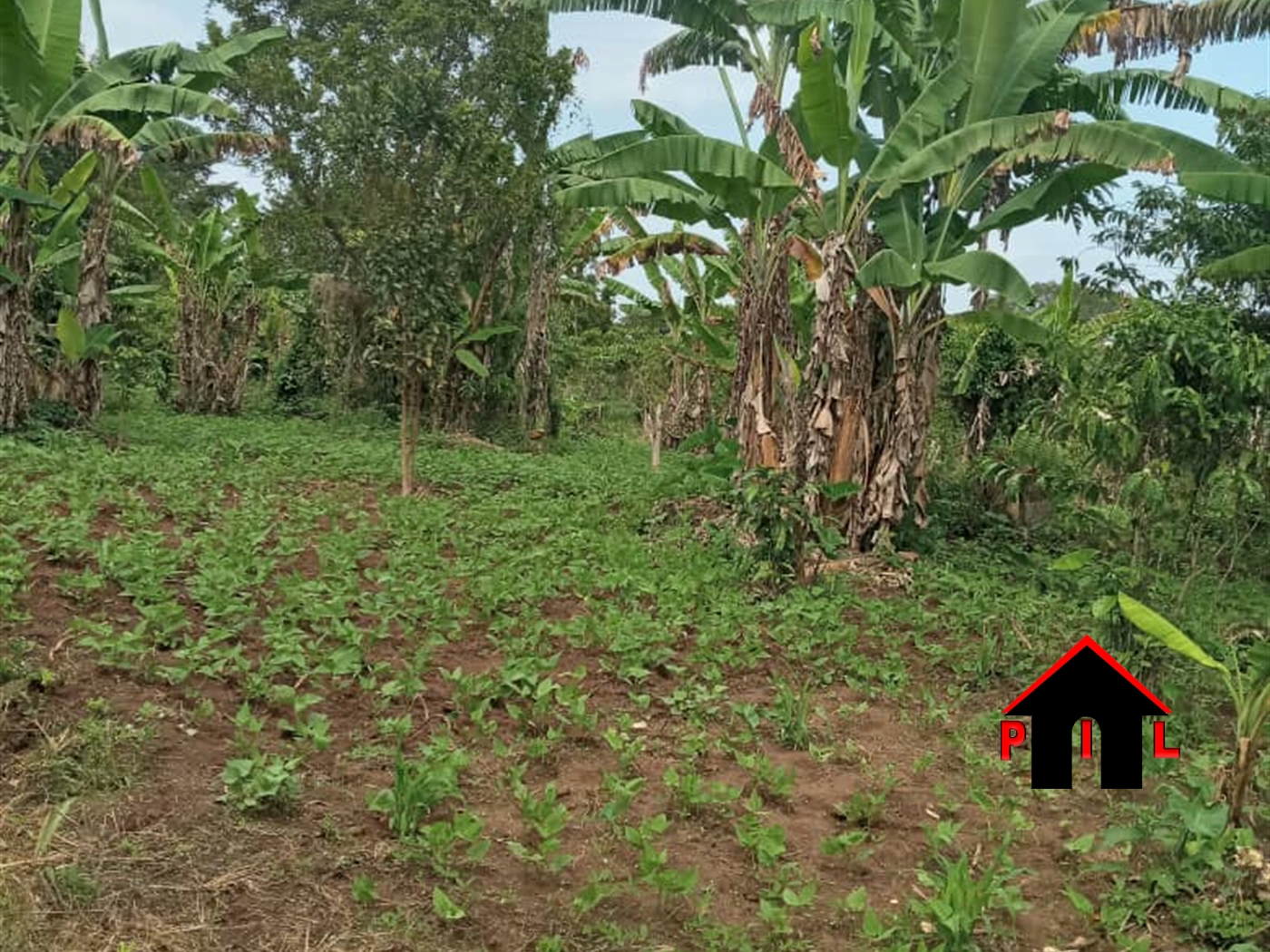 Agricultural Land for sale in Lakai Masaka