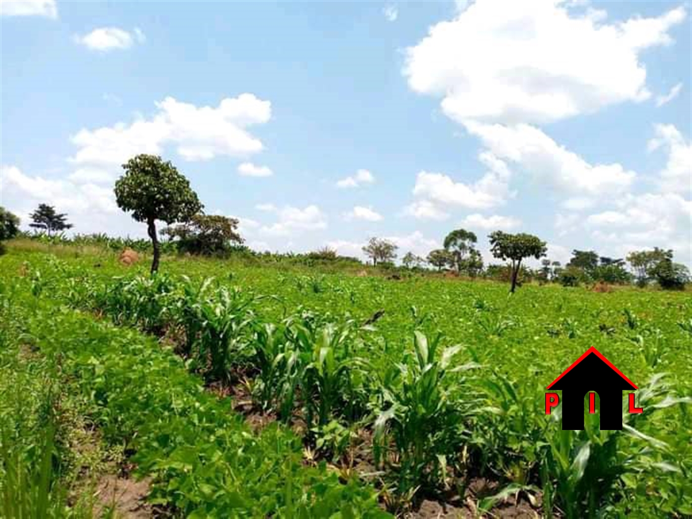 Agricultural Land for sale in Palora Amuru