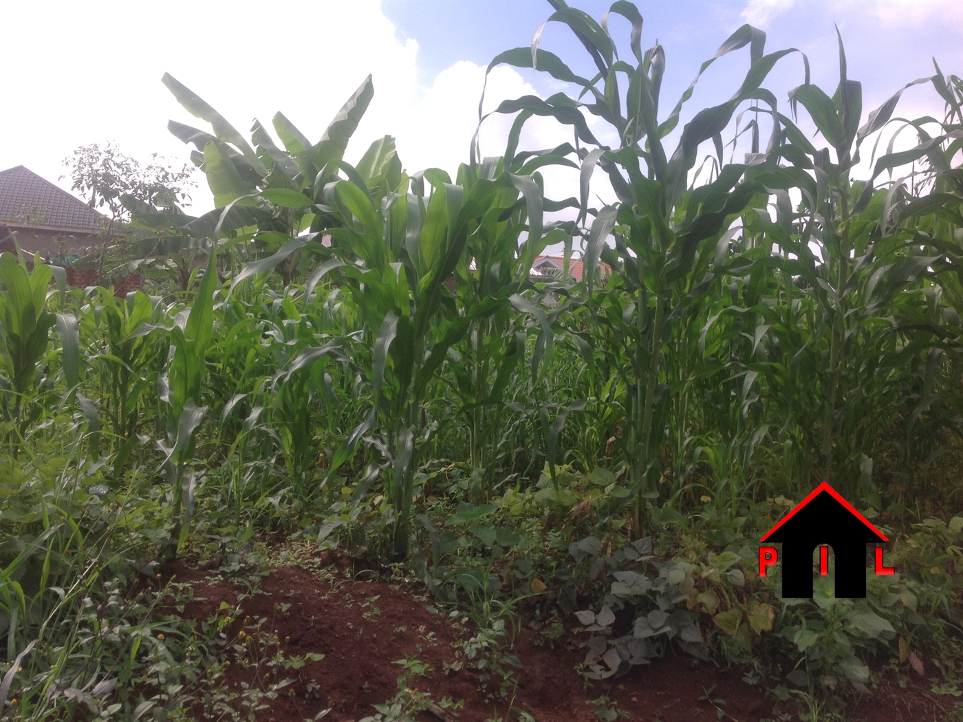 Agricultural Land for sale in Sungira Nakasongola