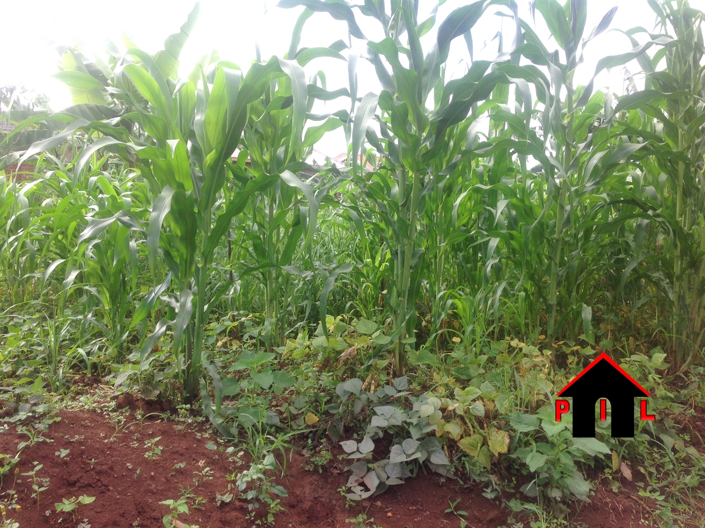 Agricultural Land for sale in Sungira Nakasongola