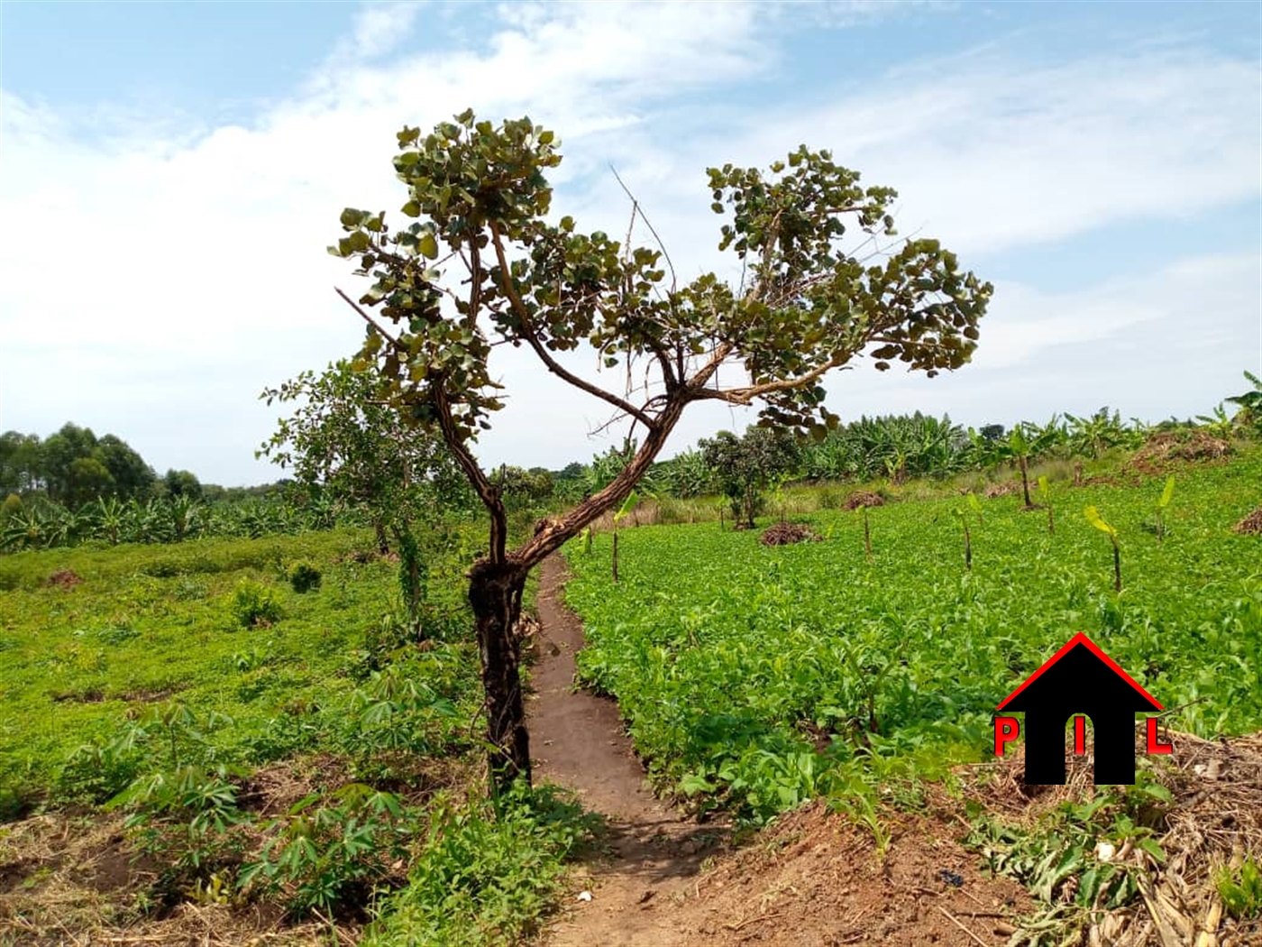 Agricultural Land for sale in Katosi Mukono