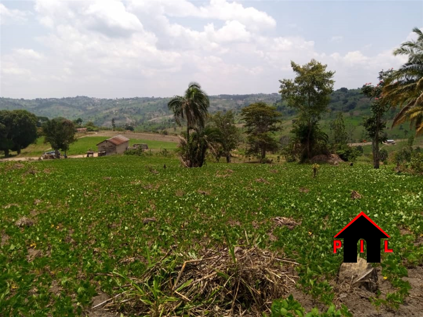 Agricultural Land for sale in Ziloobwe Luweero