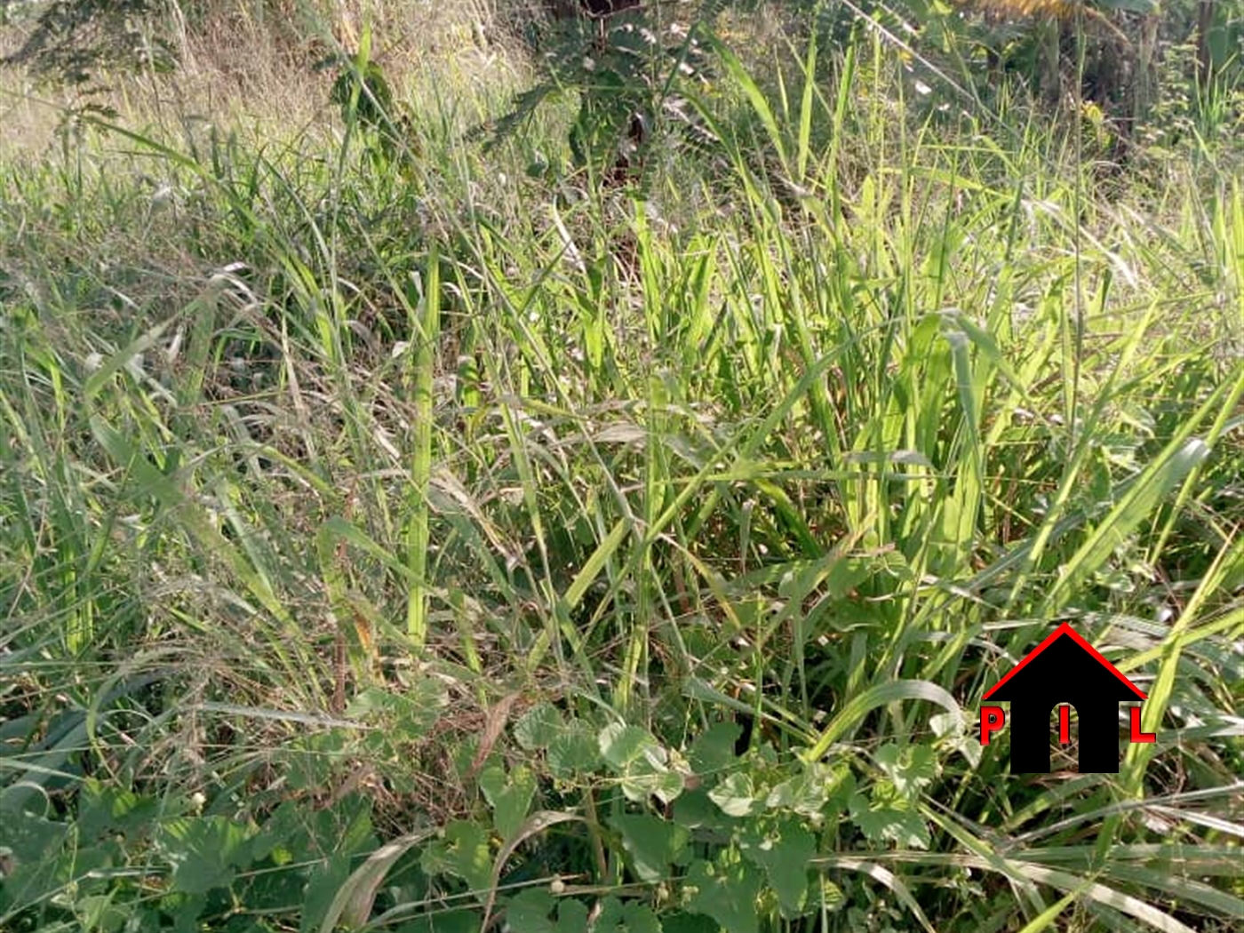 Agricultural Land for sale in Busiika Luweero