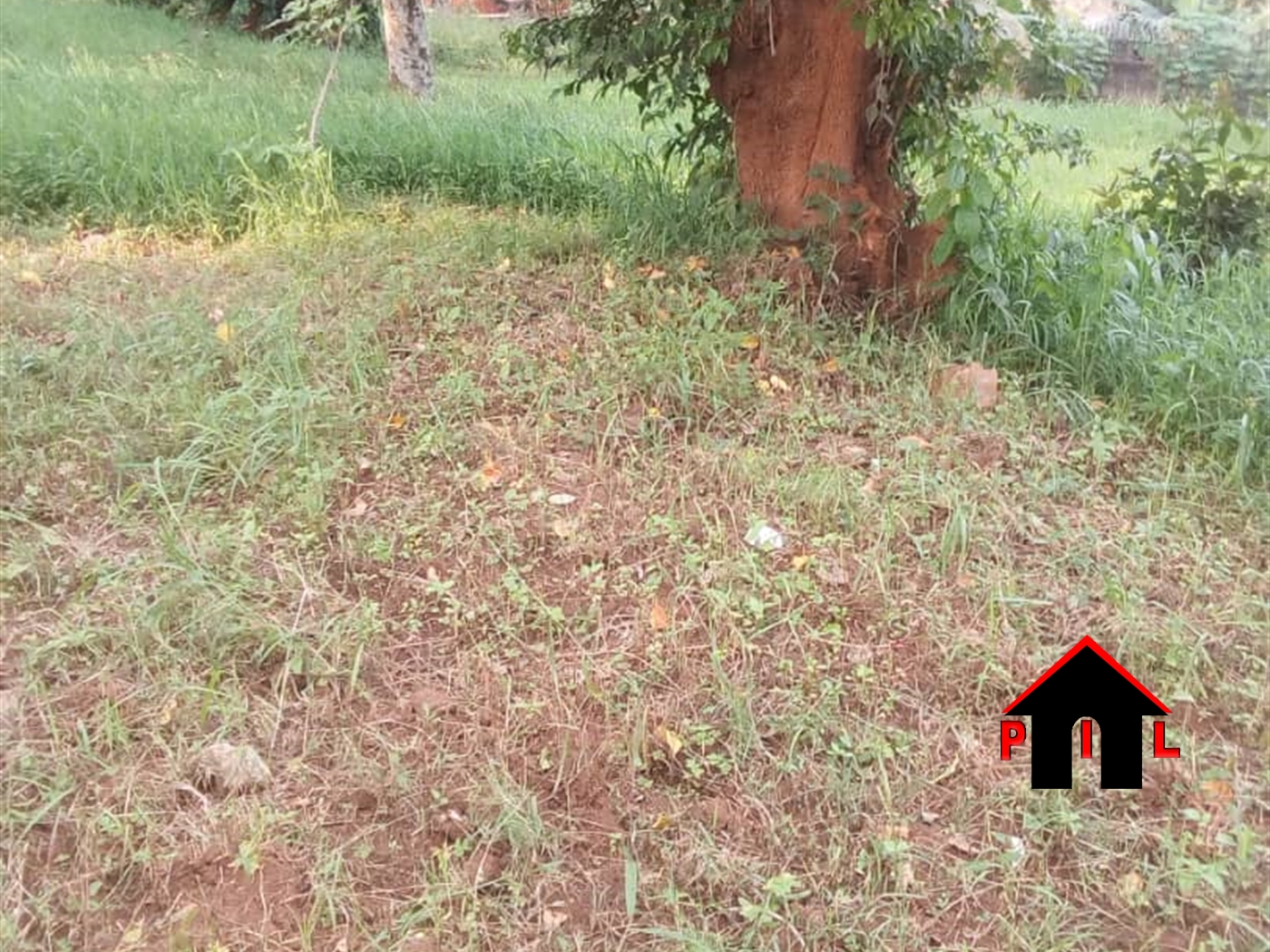 Agricultural Land for sale in Butorogo Mubende