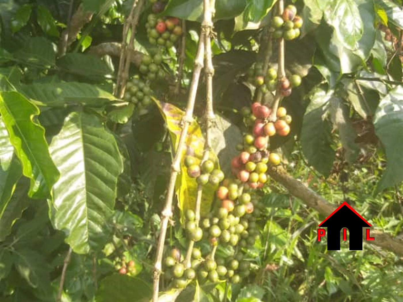 Agricultural Land for sale in Kiyana Luweero