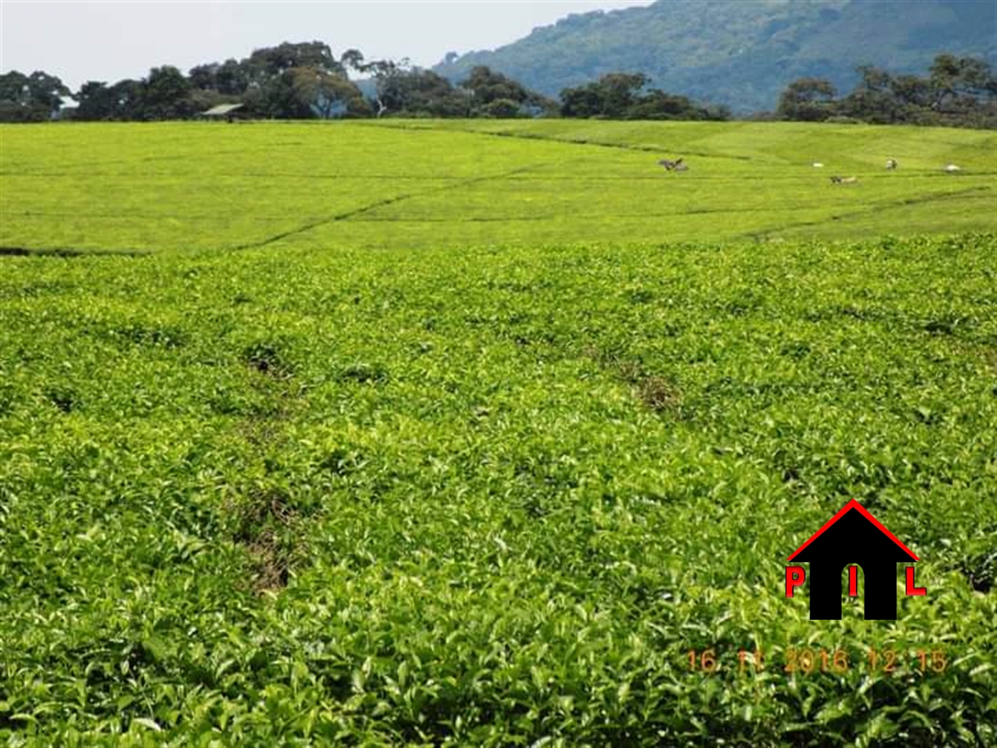 Agricultural Land for sale in Kasana Sembabule