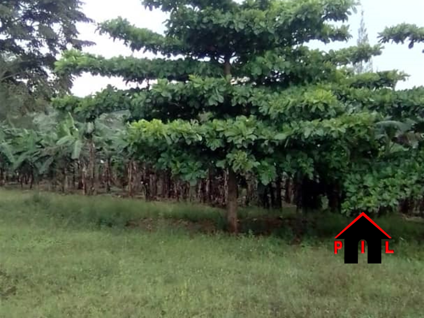 Agricultural Land for sale in Kyanamukaaka Masaka