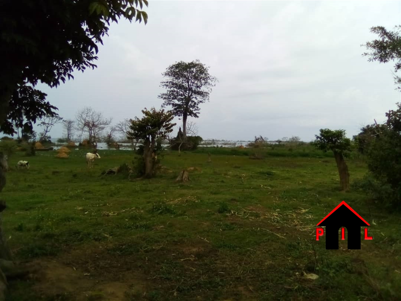 Agricultural Land for sale in Nabugabo Wakiso