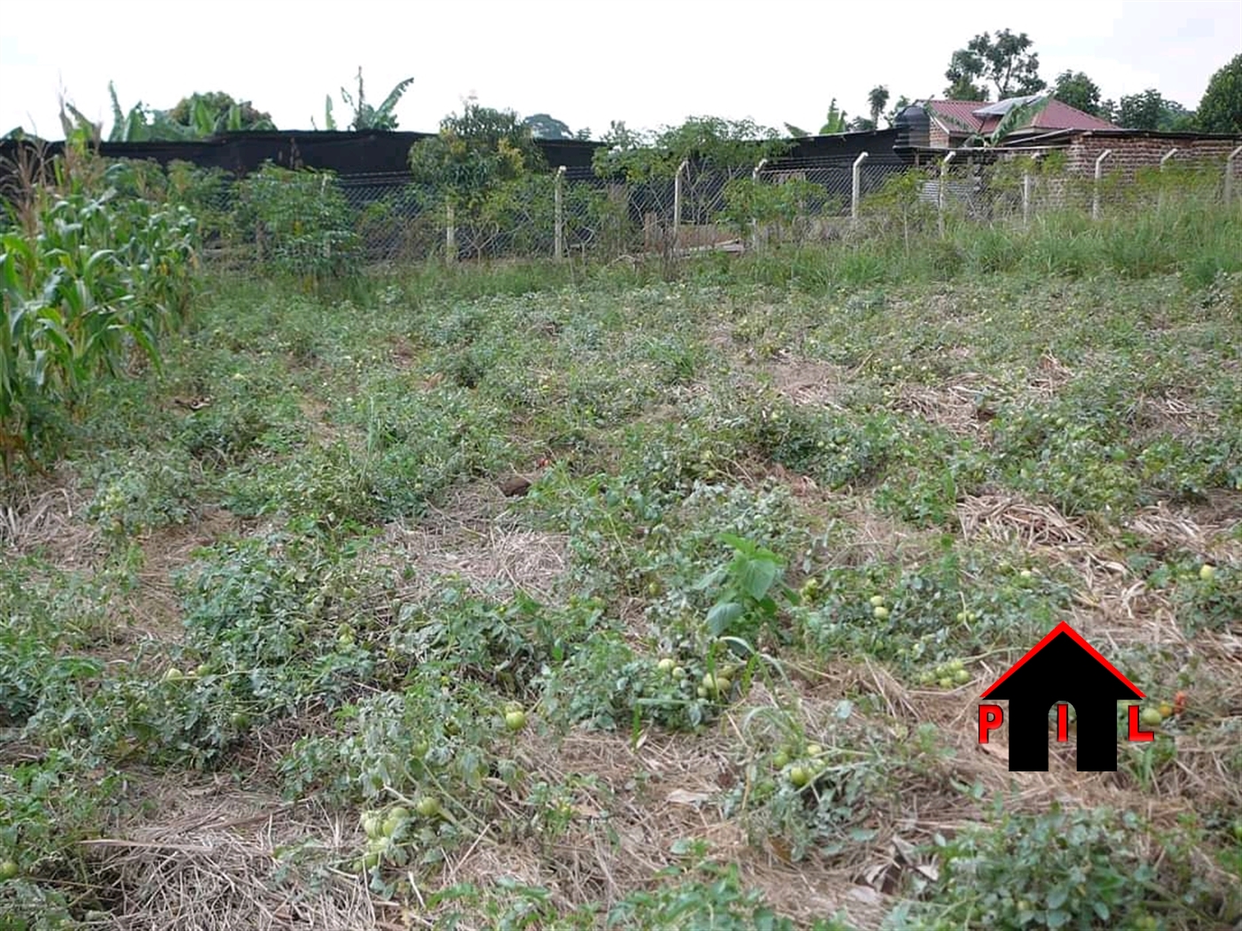 Agricultural Land for sale in Wakayiba Mubende
