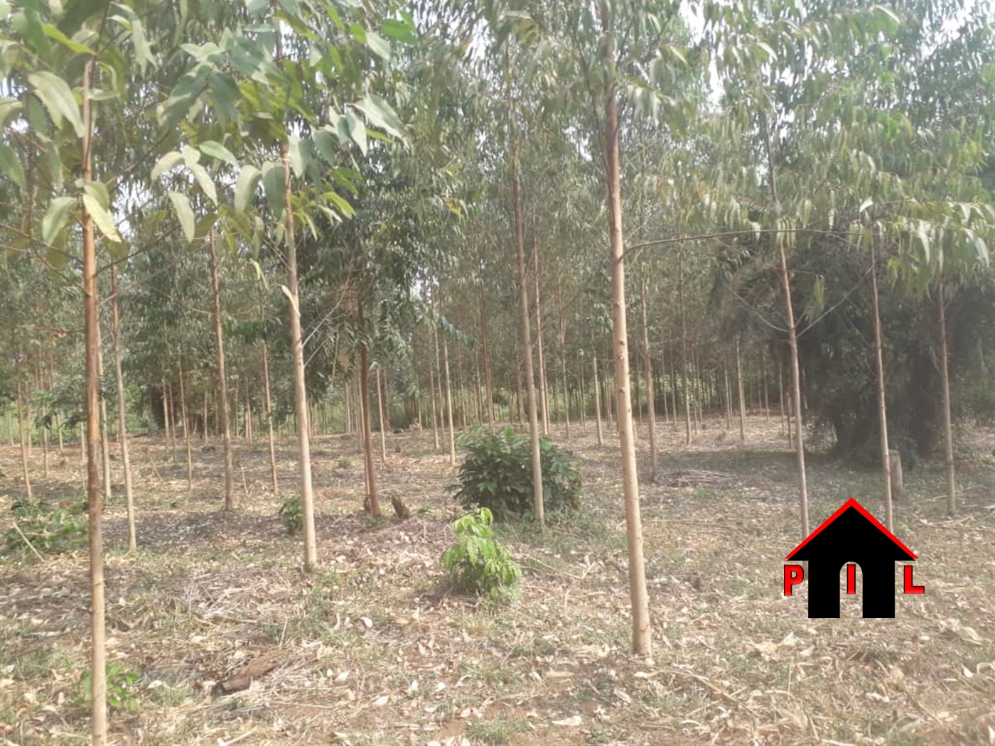 Agricultural Land for sale in Kikonko Hoima