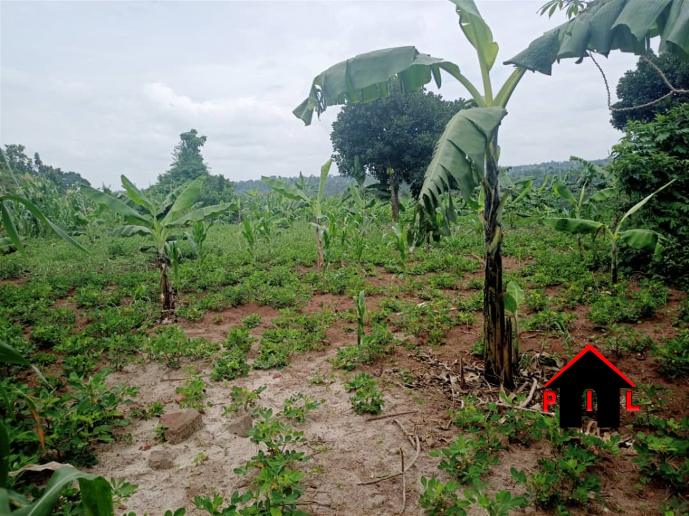 Agricultural Land for sale in Busiika Wakiso