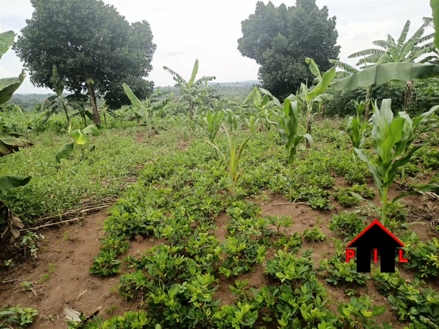 Agricultural Land for sale in Busiika Wakiso