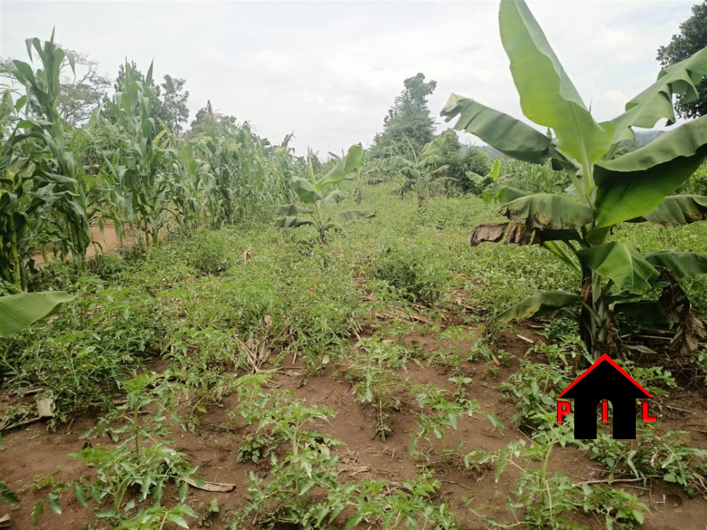Agricultural Land for sale in Busukuma Wakiso