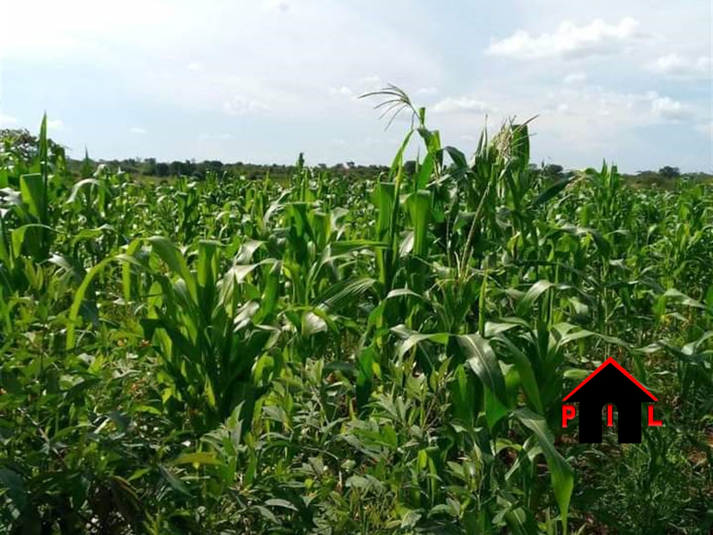 Agricultural Land for sale in Kakooge Nakasongola