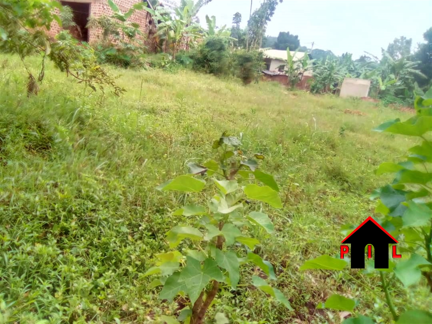 Agricultural Land for sale in Ssekanyonyi Mityana