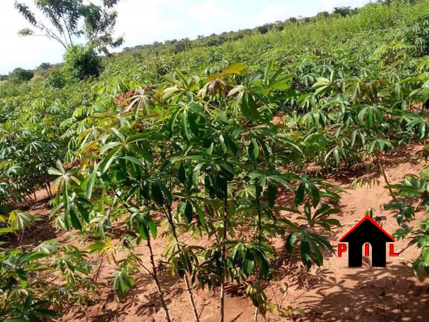 Agricultural Land for sale in Kyotela Masaka