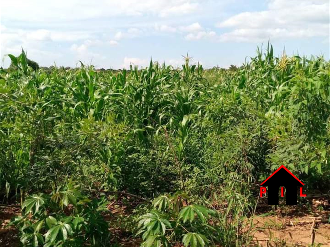 Agricultural Land for sale in Kazwaama Nakasongola