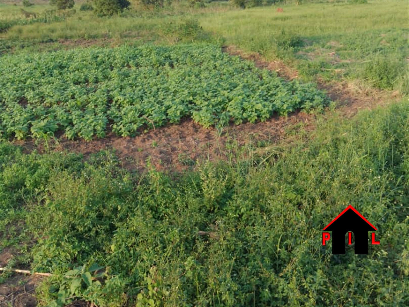 Agricultural Land for sale in Kalenge Wakiso