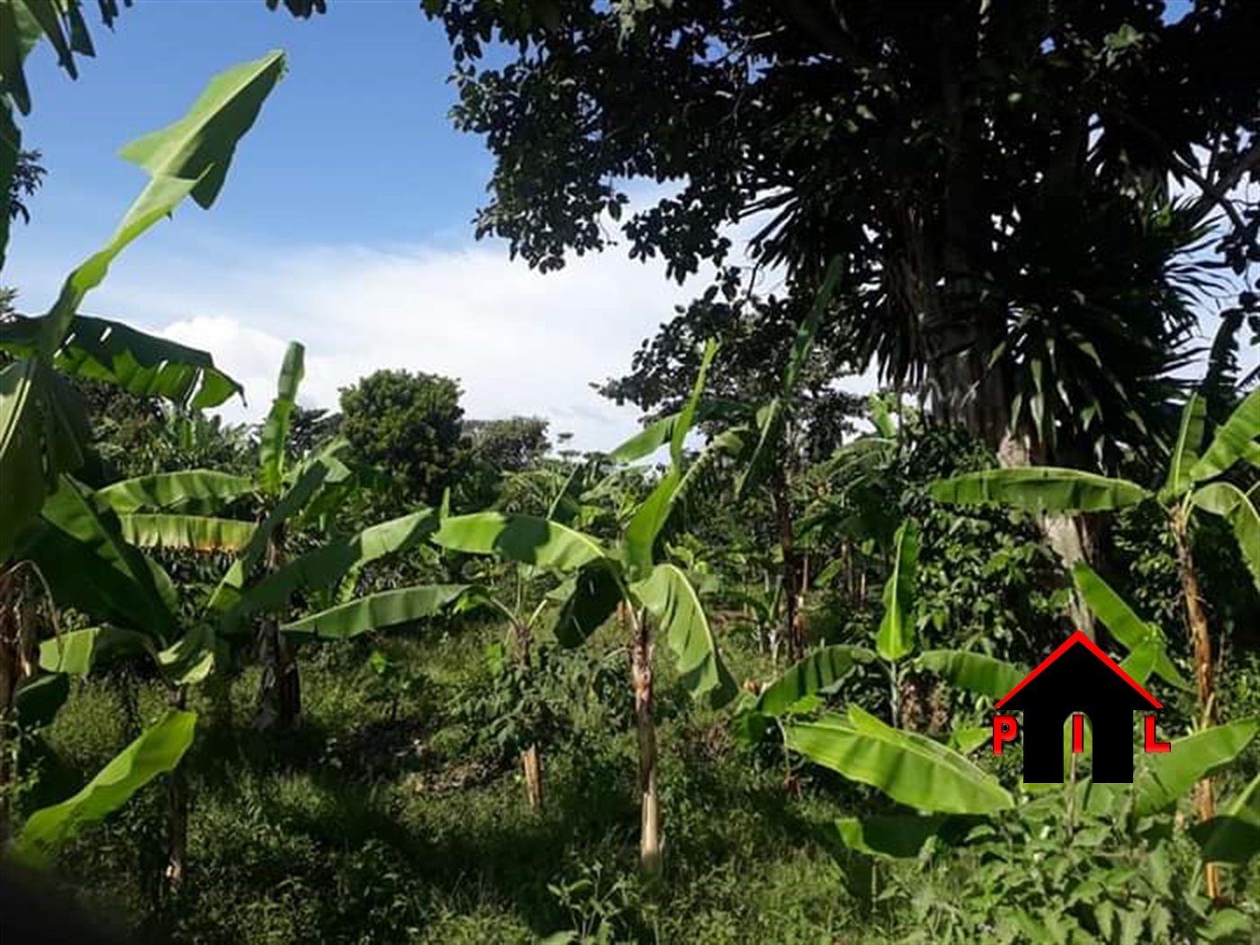 Agricultural Land for sale in Nkozi Masaka