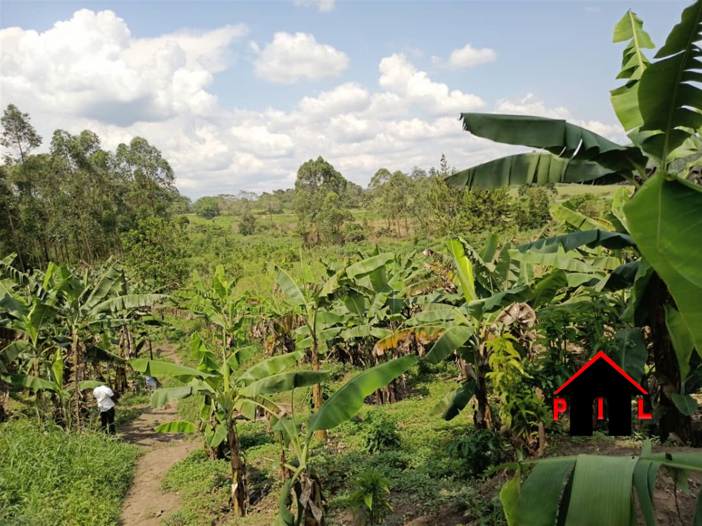 Agricultural Land for sale in Buwambo Wakiso