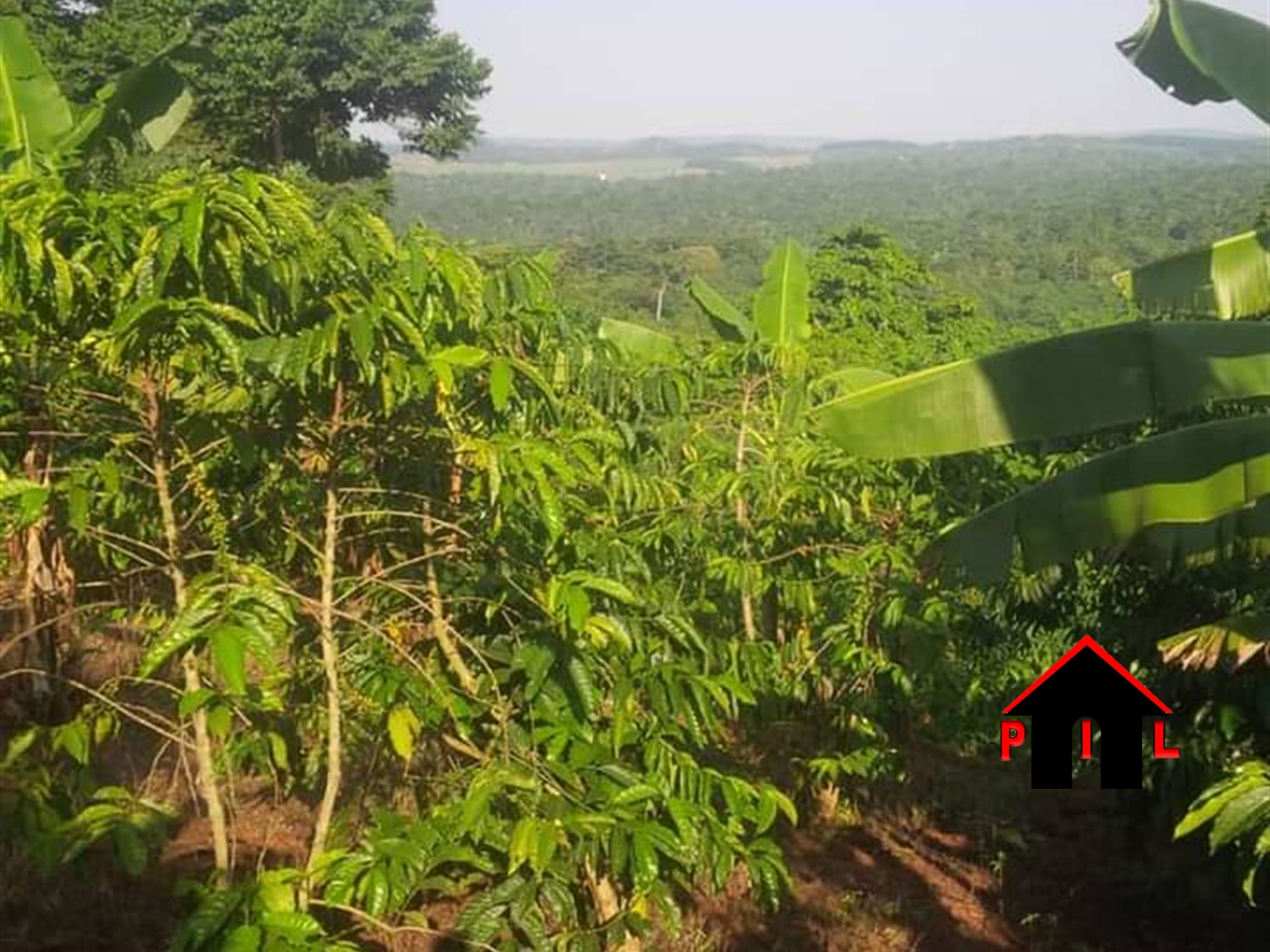 Agricultural Land for sale in Najjimbe Jinja