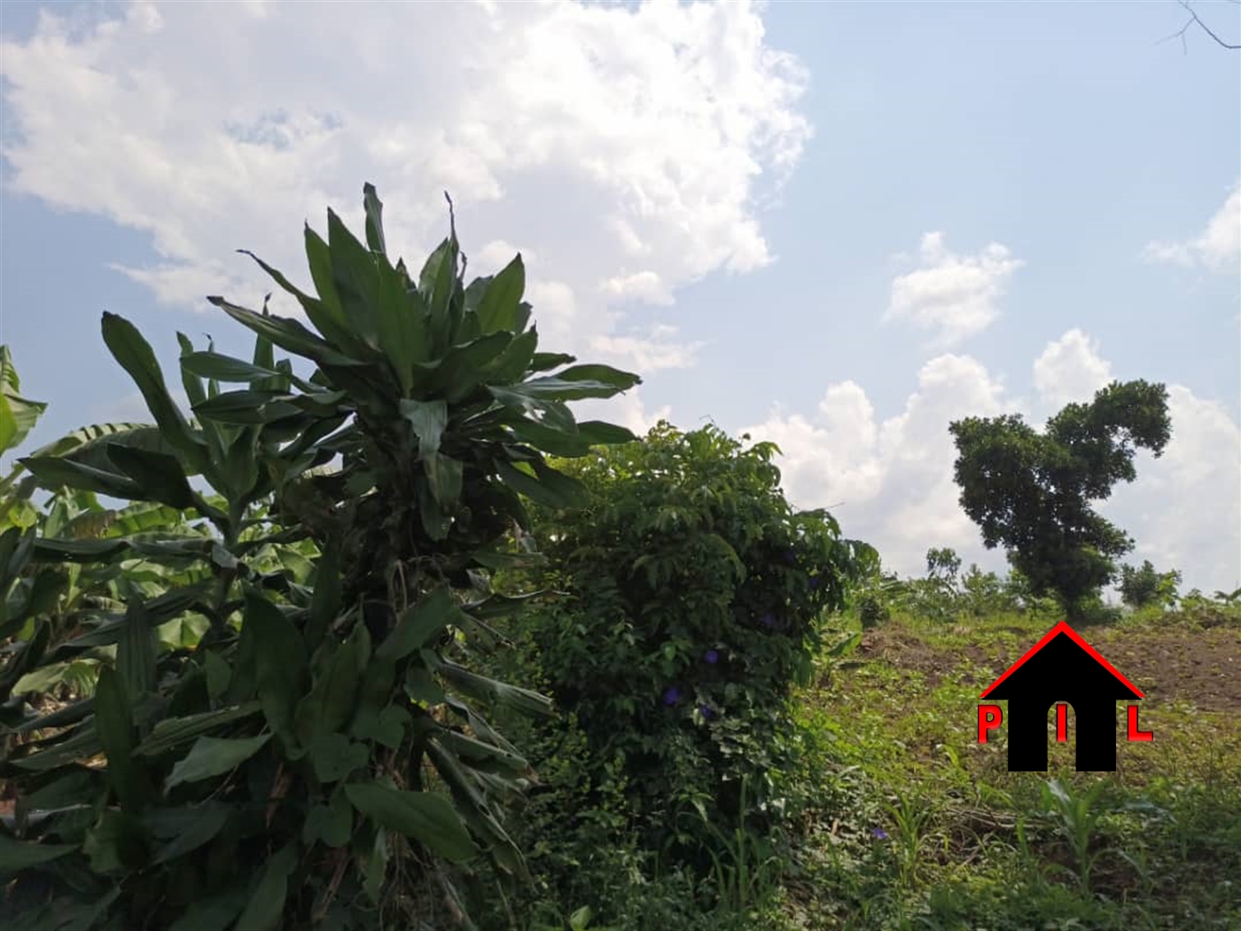 Agricultural Land for sale in Senyi Mukono