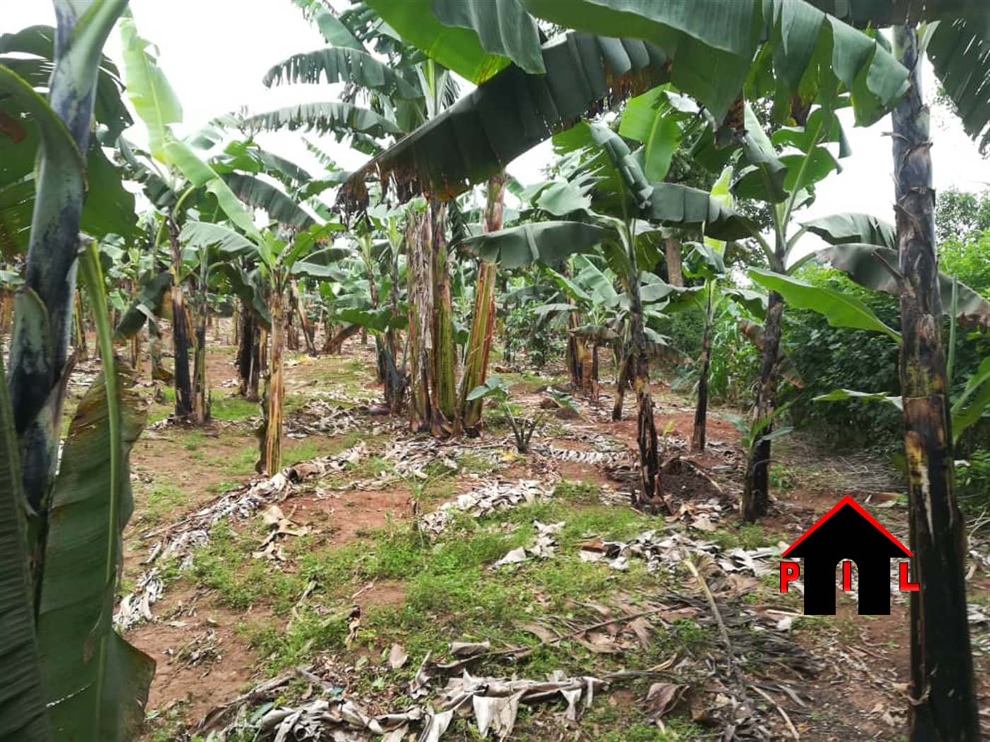 Agricultural Land for sale in Mbeya Mukono