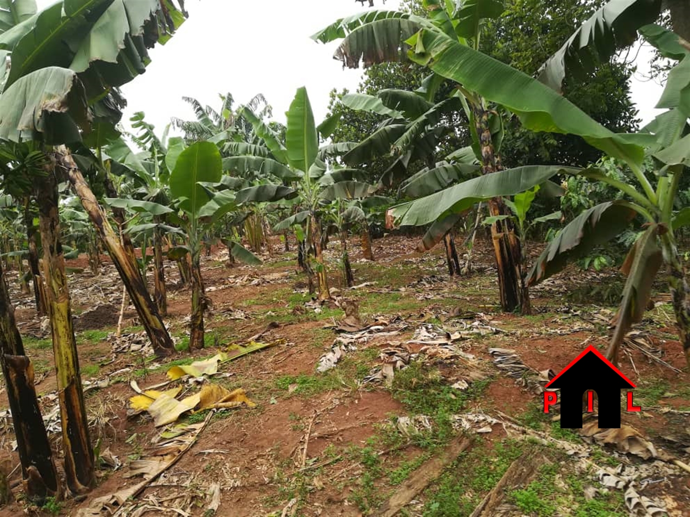 Agricultural Land for sale in Mbeya Mukono